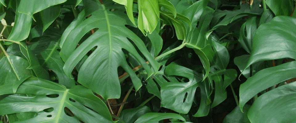 Bring nature indoors. Plants banner that links to the Plants category.